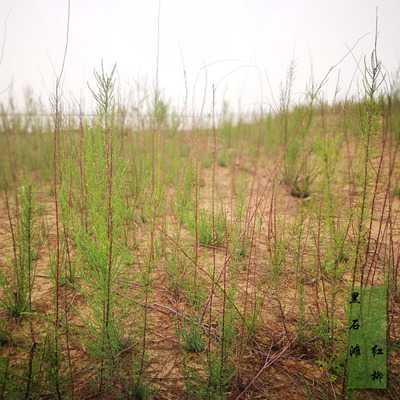 籽生一年红柳苗,绿化工程用苗,庭院街道景观苗
